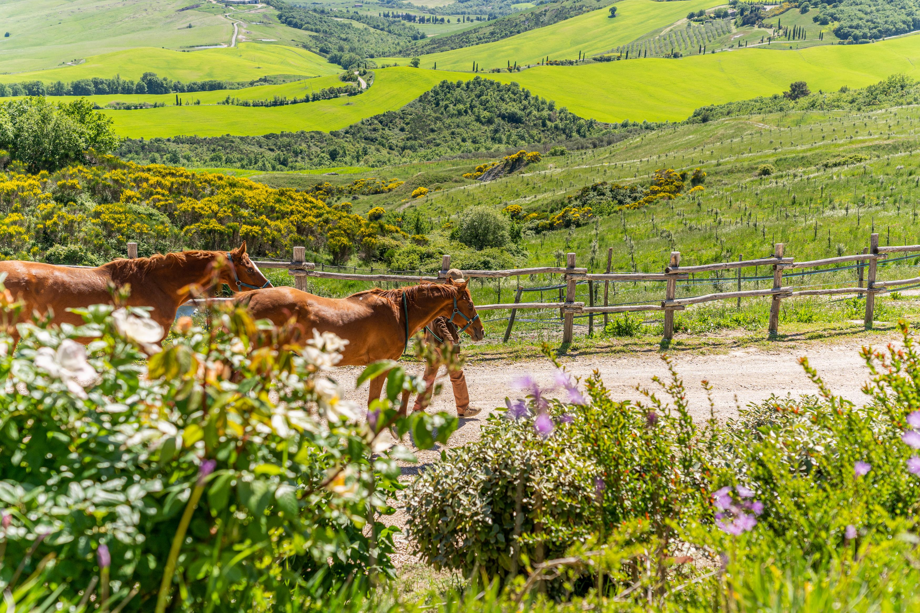 Podere Val D'Orcia - Tuscany Equestrian Sarteano Kültér fotó